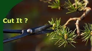 Pruning Pine Bonsai (Buds, Candles and Branches)