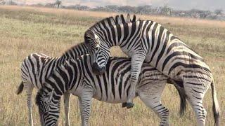 Zebra Meeting | Animal Meeting First Time | Giraffa Meeting