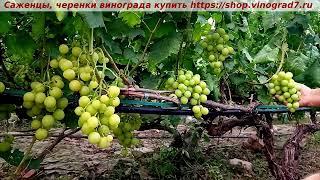 Парад сортов на 27.07.24 года - виноград Прима Украины. Мой Рутуб https://rutube.ru/channel/24306856