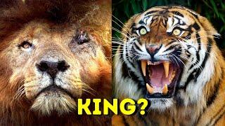 The REAL King of The Jungle?