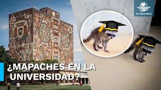 Mapaches universitarios son captados en la UNAM