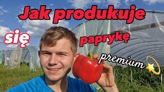 Papryka PREMIUM czyli czym różni się produkcja @TuneloveLOVE