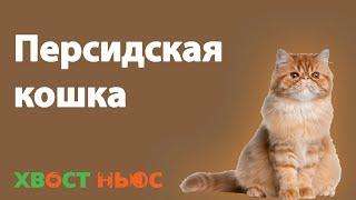 Персидская кошка. Все о породе