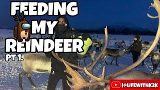 REINDEER EXPERIENCE IN NORWAY PART 1. (FEEDING) | LIFE WITH K2K