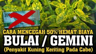 CARA MENCEGAH BULAI GEMINI, PENYAKIT KUNING KERITING DAUN TANAMAN CABE - Kutu Kebul