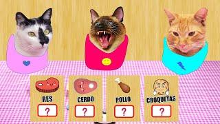 ¿Que Comida Eligen Comer Mis 3 Gatos? #QuédateEnCasa y Experimenta #Conmigo  | Experimento Gatero