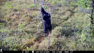 Kampnich camera traps: Bear with tapeworm