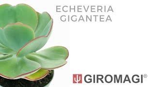 Echeveria gigantea