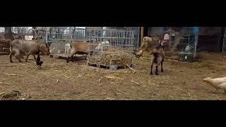 New born baby goat, #goat ,#funnyvideo ,#baby ,#dwarf ,#cute ,#farm