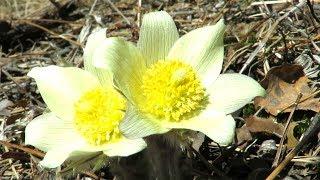 Первые весенние цветы - Прострел желтеющий, First spring flowers