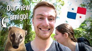 HIKING WITH A COATI (Metropolitan Natural Park, Panama)