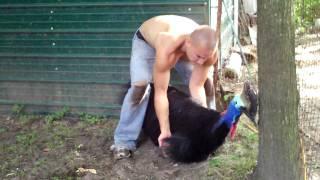 Cassowary being tamed