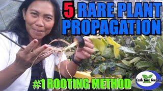 5 RARE PLANT PROPAGATION - BEST METHOD EVER !