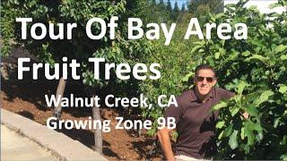 Tour Of Bay Area Fruit Trees - Walnut Creek, CA  | Growing Zone 9B | 10 Years After Planting