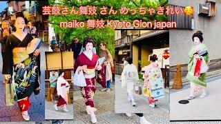 芸鼓さん舞妓 さん めっちゃきれいmaiko #舞妓  #maiko #kyoto Kyoto Gion japan 4k🪭