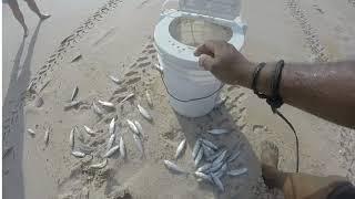 Castnet Mullet On The Beach In Florida.  Mullet Run 2021