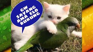 ANAK KUCING SAYANG BURUNG | KUCING LUCU RIA