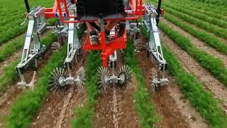 ROTOVERT INTER ROW WEEDING MACHINE ON CARROTS SARCHIATRICE INTERFILARE PER CAROTE BINEUSE CAROTTE