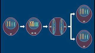 The Phases of Mitosis