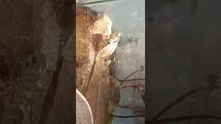 Leo-Ninja Turtle hanging out.. | Turtle basking| Red Eared Slider | Ninja Turtles