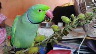 Cute Talking Parrot eating Jhingri chana 