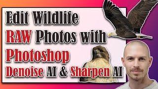 Edit Wildlife RAW Photos with Adobe Photoshop Topaz Labs DeNoise Ai & Sharpen Ai Tutorial