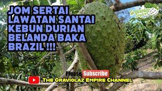 Jangan Lepaskan Peluang Untuk Melihat Buah Durian Belanda Baka Brazil Bersaiz GORGON Guyzzz