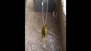 лягушка танцует под душем под музон рекламы натяжных потолков