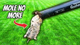 The BEST Way to Get Rid of a Mole in Your Yard: 3 EASY Steps