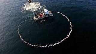 Salmon Seining - View from Up Top!