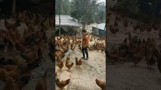 chicken with man|chicken dar gi #youtube#viral#shorts#video