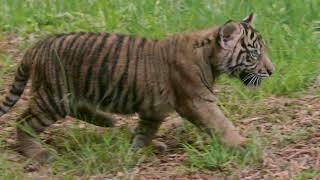 Venturesome Sumatran Tiger Cubs at the San Diego Zoo Safari Park