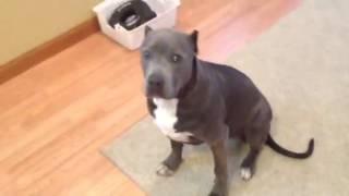 Pitbull before bully max