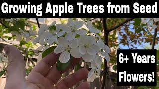 Growing Apple Trees from Seed - 6 Years Old