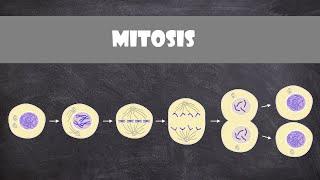 Mitosis (animal cells) | Cell Biology