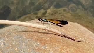 catch and observe the River jewelwing / damselflies perched on the rocks