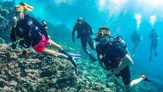 SCUBA DIVING WITH SHARKS!