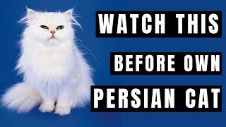 Persian Cat Breed portrait - What You NEED to Know Before Owning!