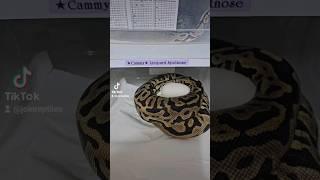 2024 clutch n2  #joinreptiles #pets #pythonregius #ballpython #snakeeggs #clutch #reptiles #shorts