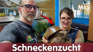 Schneckenzucht | Riesenschnecken bei Slimeside