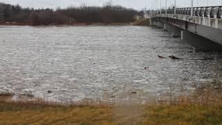 Grand River at Cayuga bridge, Feb. 21, 2018.