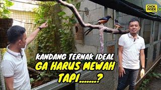 KANDANG TERNAK IDEAL MURAI BATU BUKAN BERARTI HARUS MEWAH | Episode 35