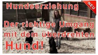 Hundeerziehung & Hundetraining Übungen & Tipps | Thema: Der souveräne Rudelführer beim Hundetraining