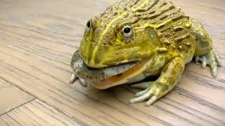 African bullfrog eats live turtle | WARNING LIVE FEEDING