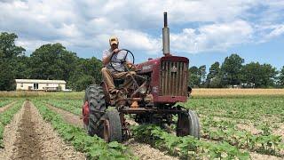 Farmall 140 Side Sweep Cultivating Part 2