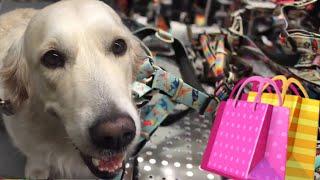 Another of the XY DOG events ... | dog show vlog 