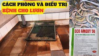 Cách Phòng Và Trị Bệnh Cho Lươn   – Trại Giống Đông Sơn