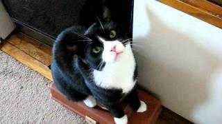 Charlie the 18 lb. tuxedo cat demanding food