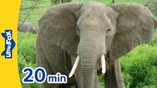 Meet the Animals 20 min | Mammals for Kids l Gorilla, Elephant, Whale, Tiger, Giraffe + More