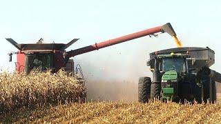 Corn Harvest 2023 | Case IH 8230 Axial-Flow  Combines Harvesting Corn | Ontario, Canada